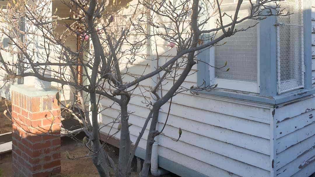 paint bubbles or peels old weather board home with white peeling paint